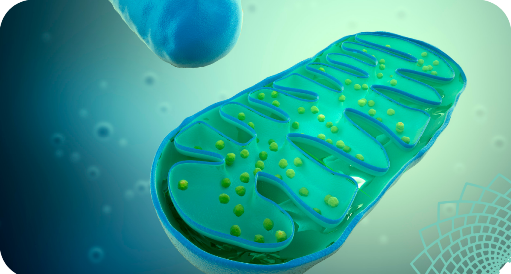 How to Strengthen Your Mitochondria