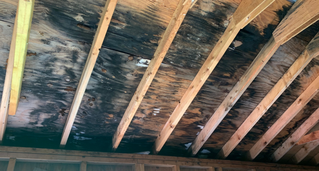 Mold in Attic